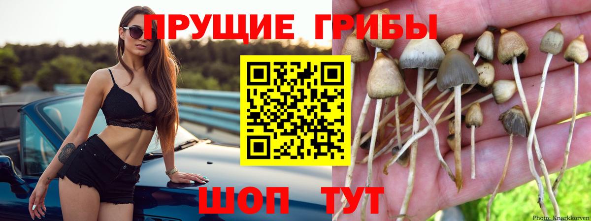 Псилоцибиновые грибы Cubensis Полысаево